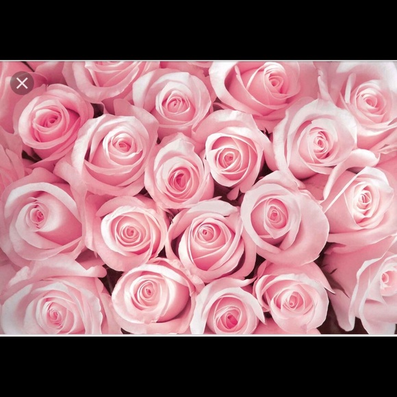 Meet your Posher, Sammy - Picture 7 of 7